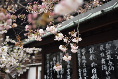 亚洲风格的屋顶上挂在树上的白樱花